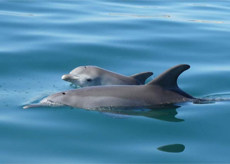 Bunbury: Swim with Dolphins Tour - FAQ
