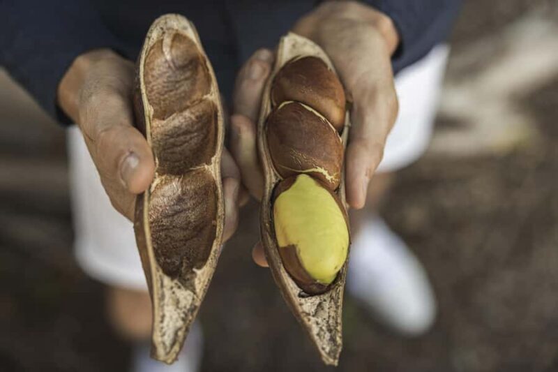 Bundaberg: Half Day Indigenous Experience with Morning Tea - An In-Depth Look at the Experience