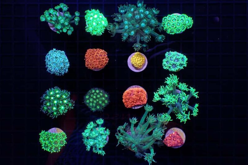 Bundaberg: Monsoon Aquatics Coral Farm Guided Tour - How Does the Tour Support Conservation?