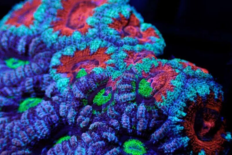 Bundaberg: Monsoon Aquatics Coral Farm Guided Tour - Who Will Enjoy This Tour?