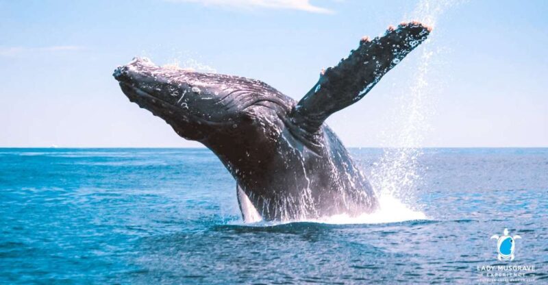 Bundaberg: Whale Watching Sightseeing Cruise with Lunch - Introducing the Whale Watching Sightseeing Cruise from Bundaberg