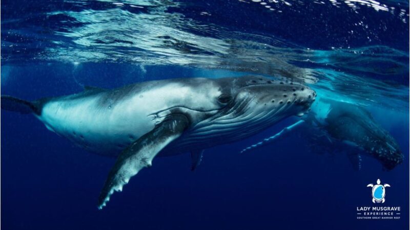 Bundaberg: Whale Watching Sightseeing Cruise with Lunch - The Light Lunch and Onboard Comfort