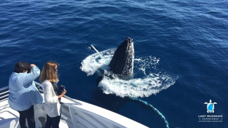 Bundaberg: Whale Watching Sightseeing Cruise with Lunch - The Authenticity and Value of the Tour
