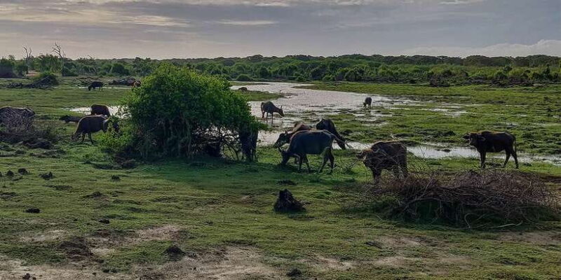 Bundala National Park: 3-Hour Morning or Evening Safari - Key Points