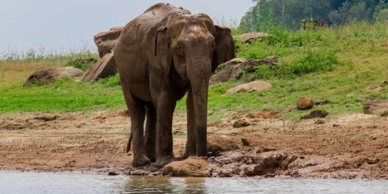 Bundala National Park: 3-Hour Morning or Evening Safari - Location and Setting