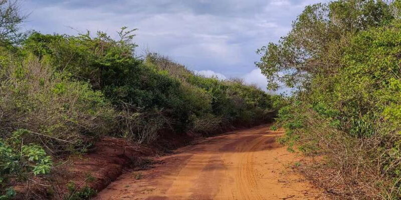 Bundala National Park: 3-Hour Morning or Evening Safari - What You Will See and Experience