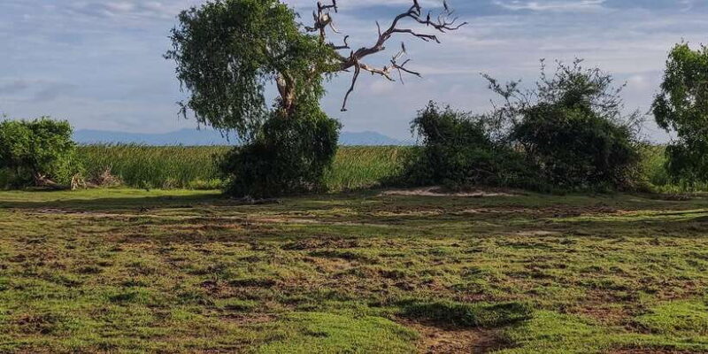 Bundala National Park: 3-Hour Morning or Evening Safari - Timing, Group Size, and Practicalities
