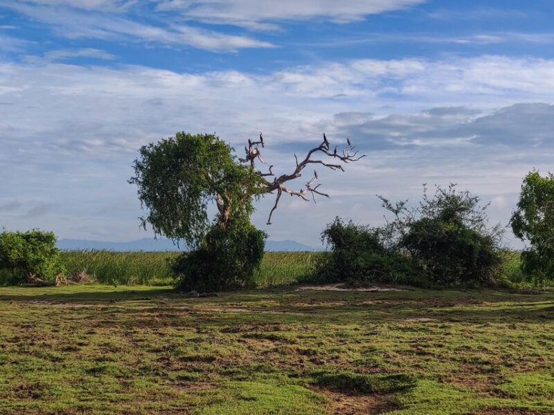 Bundala National Park: 3-Hour Morning or Evening Safari - The Experience Provider: Lakpura LLC