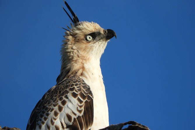 Bundala National Park Birds Watching Safari Tour - Key Points