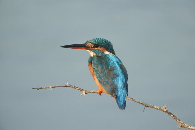 Bundala National Park Birds Watching Safari Tour - An In-Depth Look at the Bundala Safari Experience