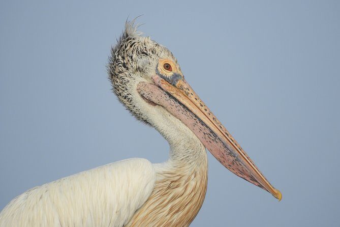 Bundala National Park Birds Watching Safari Tour - Final Thoughts