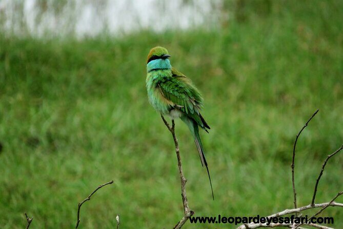 Bundala National Park Birds Watching Safari Tour - FAQs