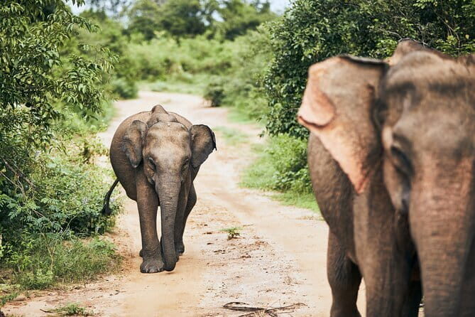 Bundala National Park by Ajith Safari - Key Points