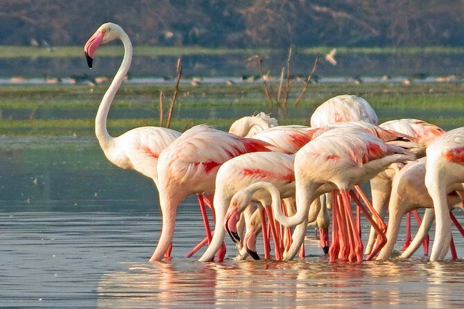 Bundala National Park Private Safari - Key Points