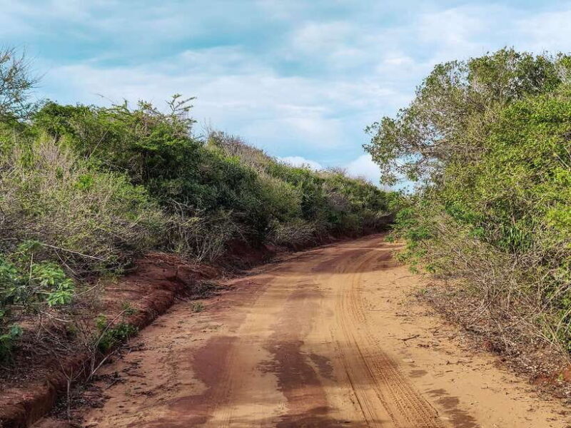 Bundala National Park Safari from Weligama - The Birdlife: Birdwatcher’s Paradise