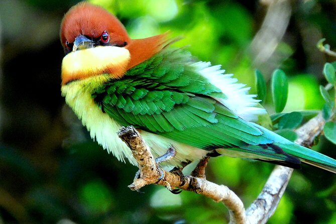 Bundala National Park Safari (PRIVATE TOURS)- Morning & Afternoon - A Detailed Look at the Safari Experience in Bundala
