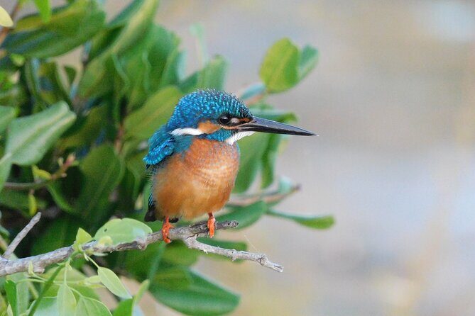 Bundala National Park Safari (PRIVATE TOURS)- Morning & Afternoon - FAQs