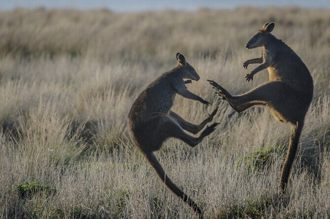 Bunurong Coast and Penguin Parade Private Tour - FAQs