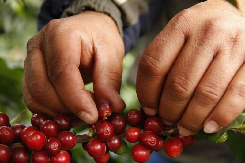 Buon Ma Thuot: Authentic Coffee Farm Experience with Lunch - A Detailed Look at the Coffee Farm Tour