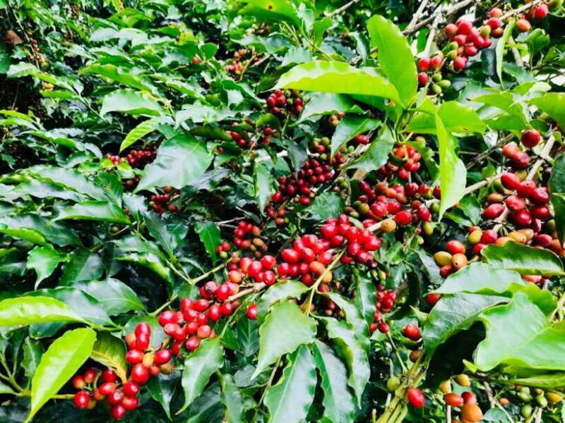 Buon Ma Thuot: Bean to Brew Coffee Farm Tour with Tasting - A Close Look at the Coffee Farm Tour Experience
