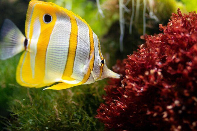 Burj Khalifa and Dubai Aquarium Combo Entrance Ticket - FAQ