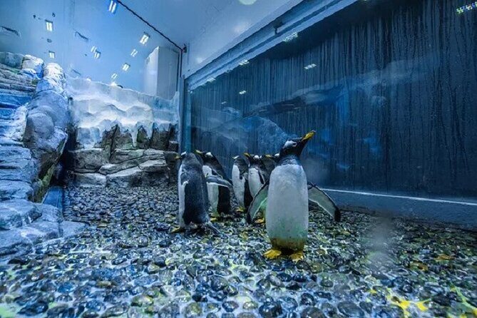 Burj Khalifa and Dubai Aquarium with Penguin Cove Combo - Final Thoughts