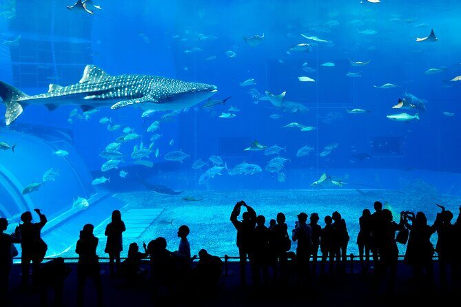 Burj Khalifa, Dubai Aquarium & UWZ with Penguin Cove Entry Ticket - Final Word