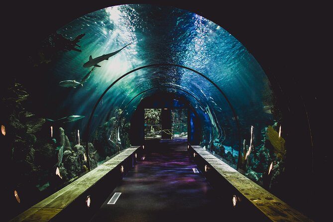 Burj Khalifa, Dubai Aquarium & UWZ with Penguin Cove Tickets - FAQs