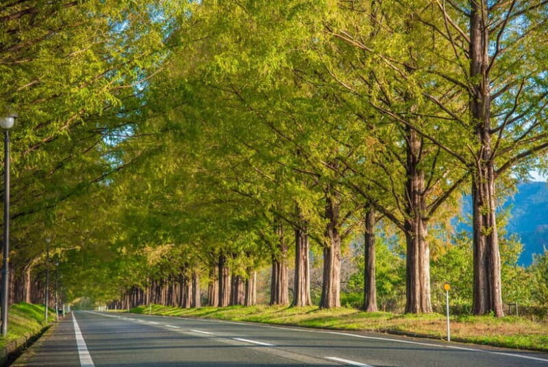 Busan: Damyang Juknokwon Bamboo Forest & Metasequoia Road - Discovering Damyang: An Authentic Nature Retreat