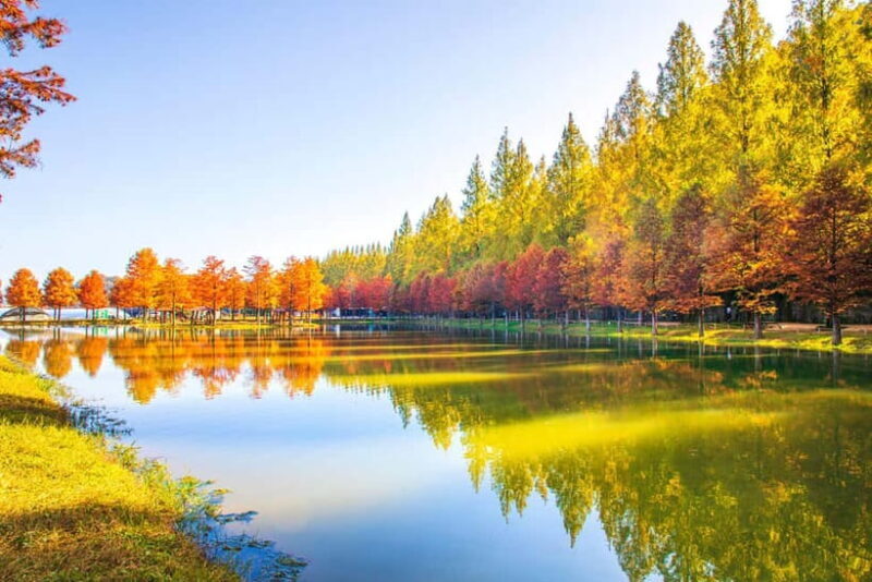 Busan: Damyang Juknokwon Bamboo Forest & Metasequoia Road - Who Will Love This Tour?