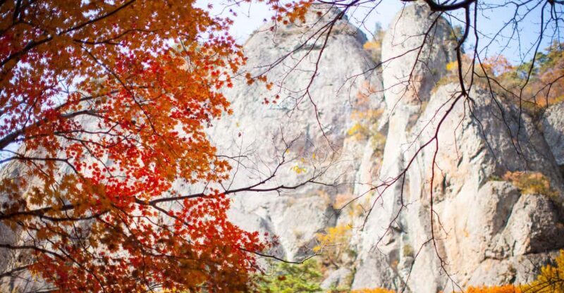 Busan: Mt. Jiri or Juwangsan Park Autumn Foliage Day Tour - Key Points