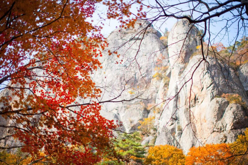 Busan: Mt. Jiri or Juwangsan Park Autumn Foliage Day Tour - A Closer Look at the Tour Experience
