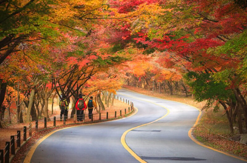 Busan: Naejangsan National Park Autumn Foliage One Day Tour - The Sum Up