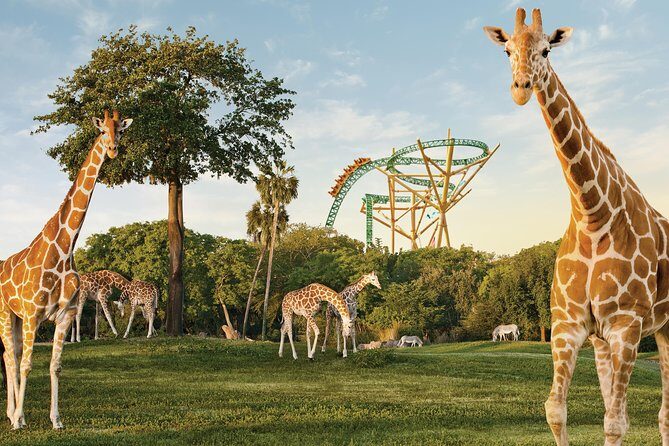Busch Gardens Tampa Bay Admission Ticket - Key Points
