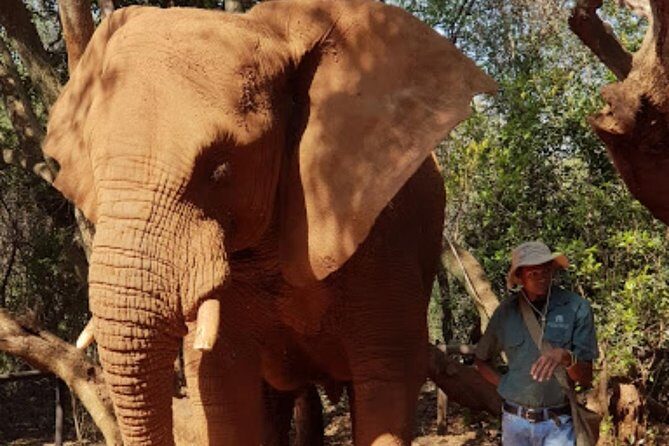 Bush Babies & Monkey Sanctuary and Elephants walk Private - An Introduction to the Tour Experience