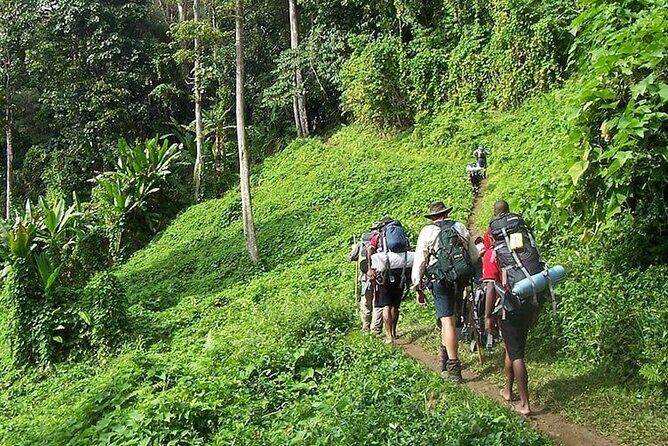Bush Hiking to explore Wild Plants & Fresh Fruits,Montego Bay - Key Points
