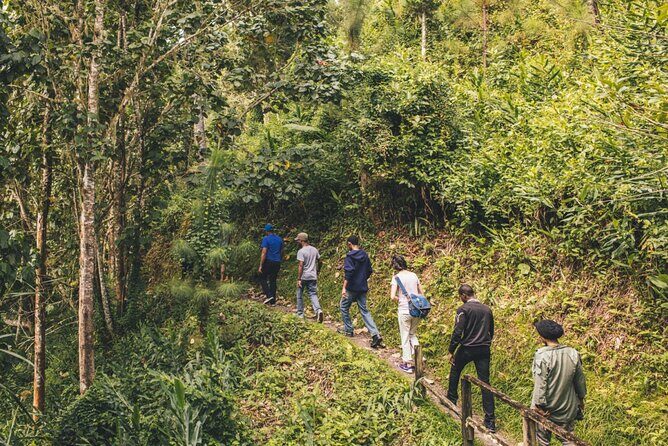 Bush Hiking to explore Wild Plants & Fresh Fruits,Montego Bay - What to Expect from the Bush Hiking Tour in Montego Bay