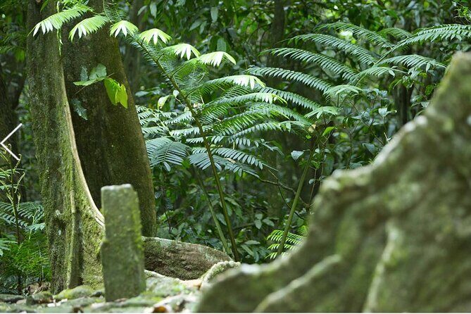 Bush Hiking to explore Wild Plants & Fresh Fruits,Montego Bay - Who Should Consider This Tour?