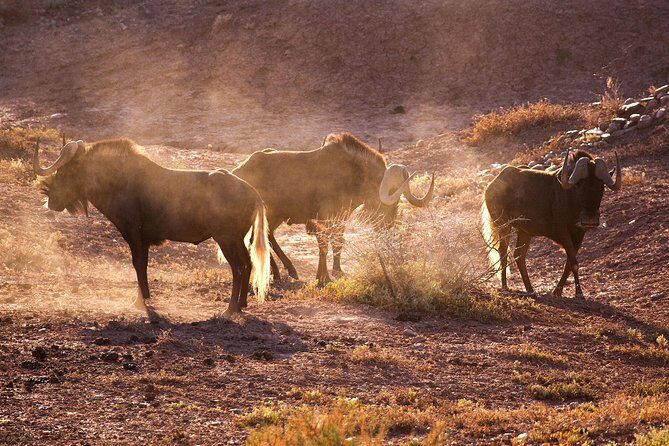 Bush Safari - Practical Tips for Future Guests