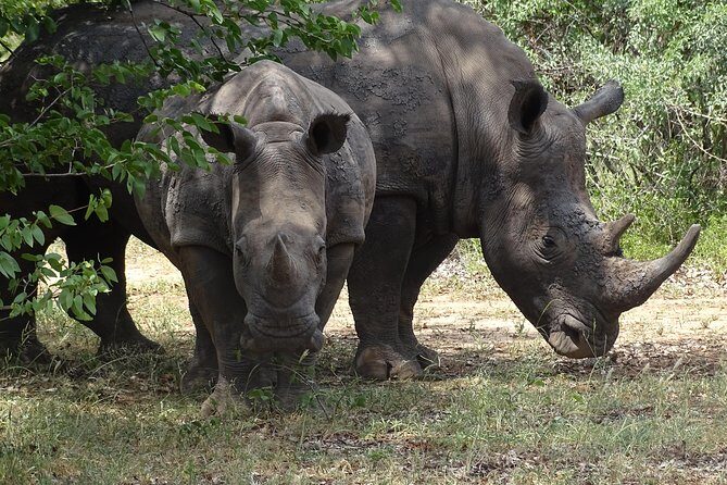 Bush Walking Safari Experience & Rhino Safari - MINIMUM 2 PEOPLE - The Itinerary: What You Can Expect