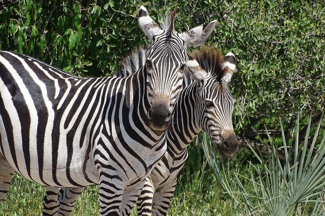 Bush Walking Safari Experience & Rhino Safari - MINIMUM 2 PEOPLE - Value for Money
