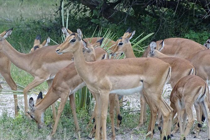 Bush Walking Safari Experience & Rhino Safari - MINIMUM 2 PEOPLE - The Sum Up: The Authentic Wilderness Encounter