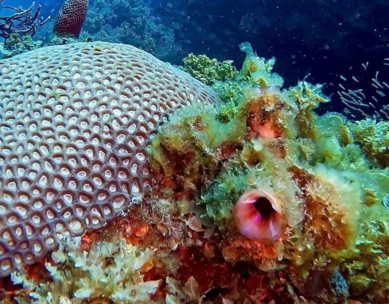 Busselton: 4 Mile Reef Guided Scuba Diving Tour - A Closer Look at the Experience