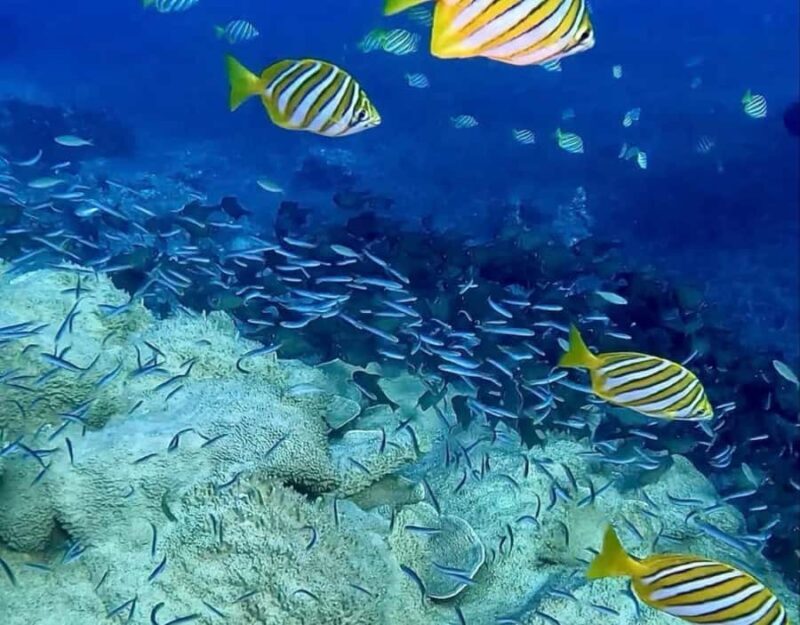 Busselton: 4 Mile Reef Guided Scuba Diving Tour - The Practical Side: What You Need to Know
