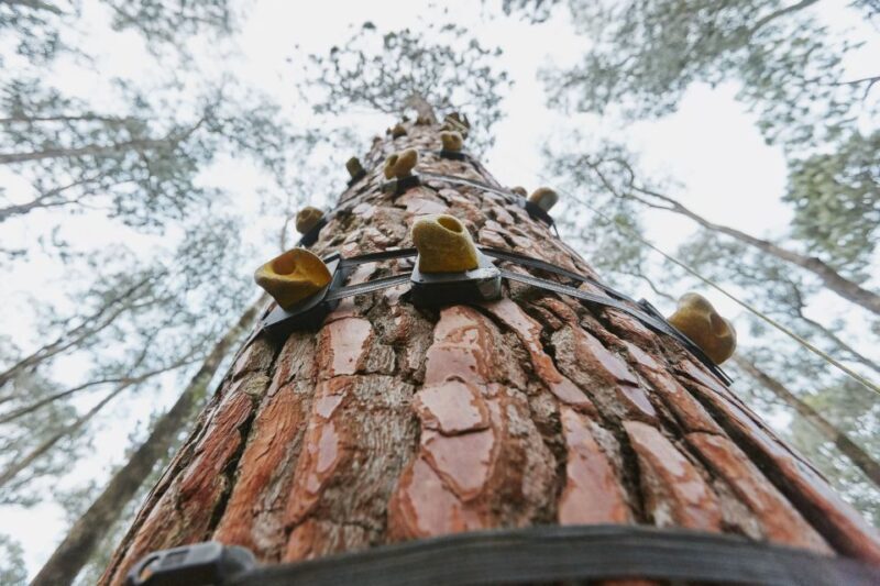 Busselton: Forest Adventure with Zip Lining and Rope Course - Pricing and Value
