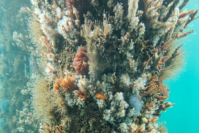 Busselton Jetty and Underwater Observatory - Who Will Love This Tour?