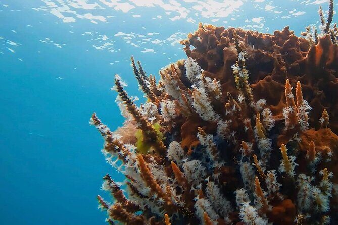 Busselton Jetty and Underwater Sculptures Snorkel Boat Tour - Key Points