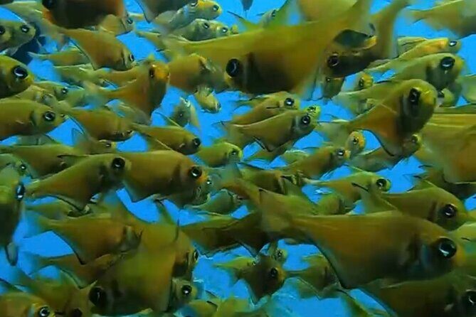 Busselton Jetty and Underwater Sculptures Snorkel Boat Tour - An In-Depth Look at the Experience