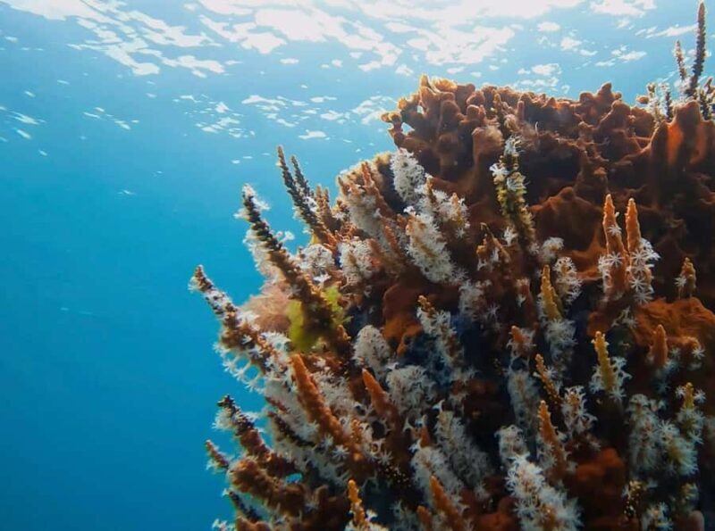 Busselton: Jetty Discover Scuba Diving Experience - A Closer Look at the Experience