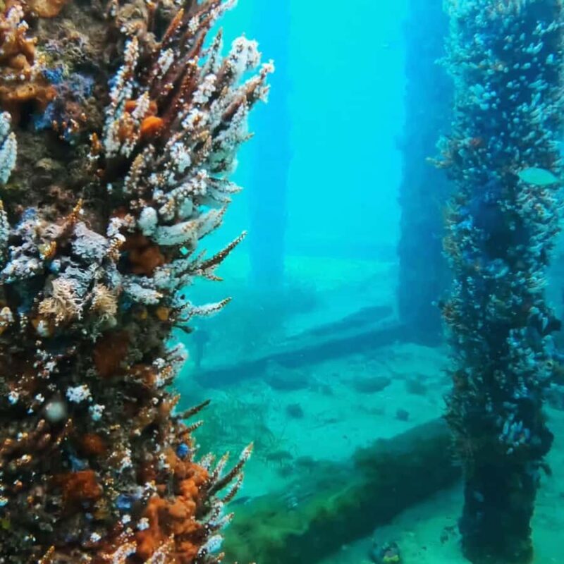 Busselton: Jetty Scuba Dive Tours with Underwater Sculptures - Who Should Consider This Tour?